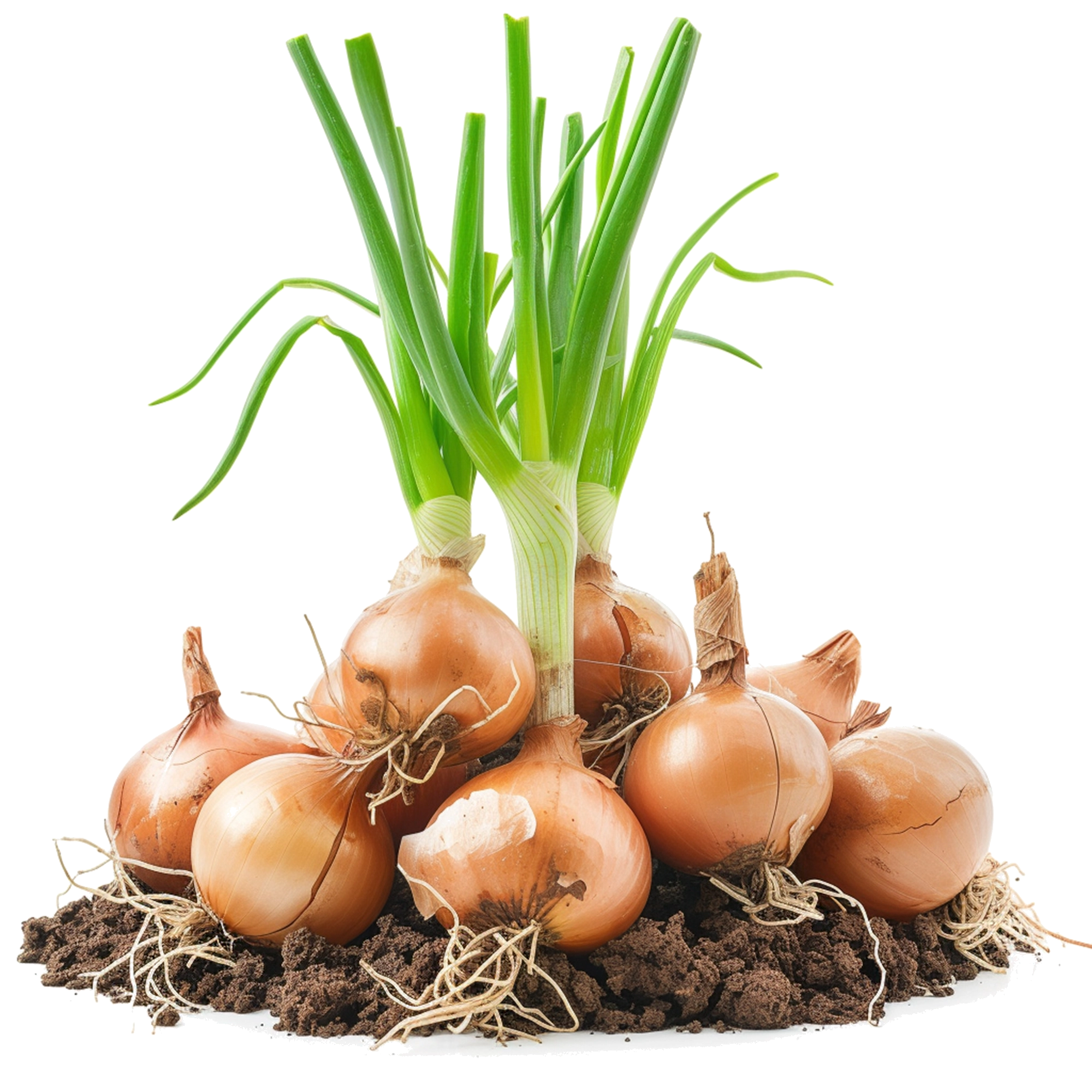 cebollas